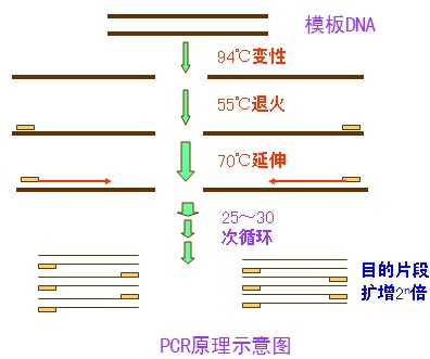 PCR原理