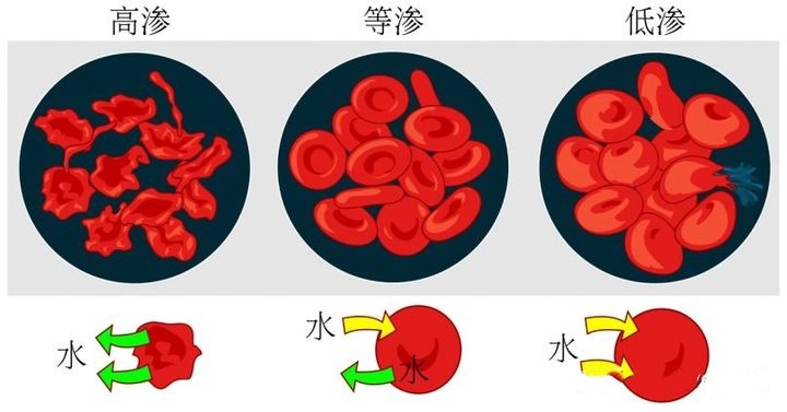 不同滲透壓對(duì)細(xì)胞影響