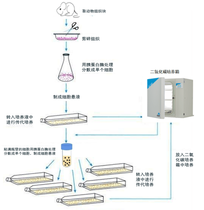 細(xì)胞傳代步驟